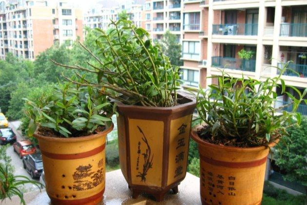 盆栽石斛怎么养？这样做，茎壮叶 石斛应该如何保存,石斛的储藏方法
