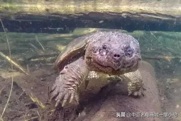 佛鳄与北美鳄龟区别在哪里，中国养龟发展史02