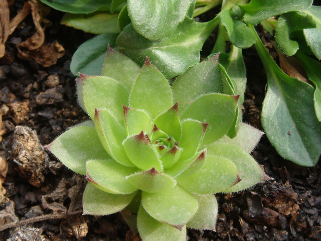 观音莲的养殖方法和注意事项，观音莲的养殖方法和注意事项 新闻（观音莲盆栽这么养）