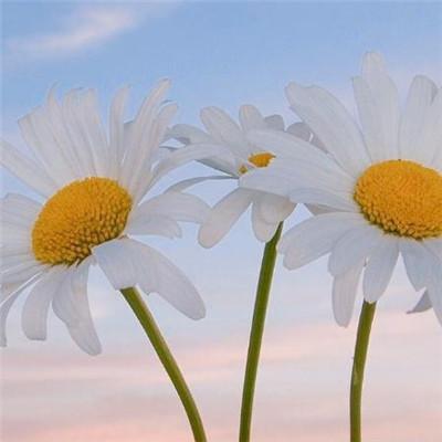 意境系列头像/2021系列头像微信，意境系列头像/2021系列头像（意境微信最吉利的图片好看头像）