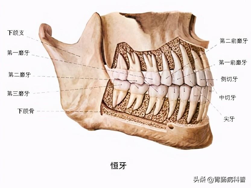人的肠道有多少米，肠道大概多少米（消化系统解剖图谱+详解）