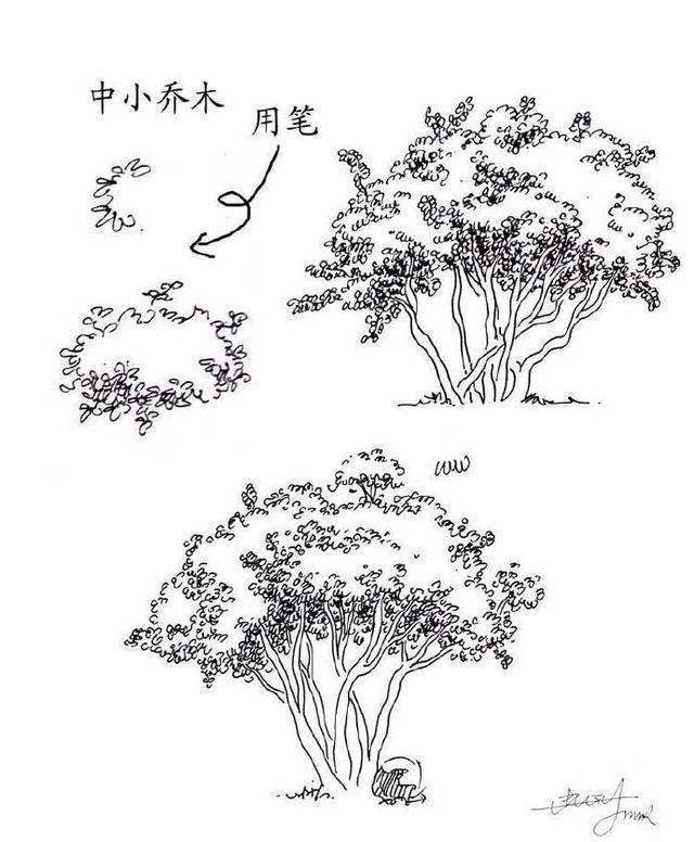 树木速写技法表现，园林树木速写（实用的植物速写技法）