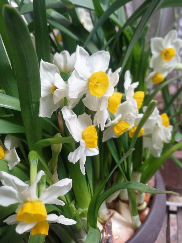 十二星座生辰花及花语，生辰花的花语（来看看你是哪个）