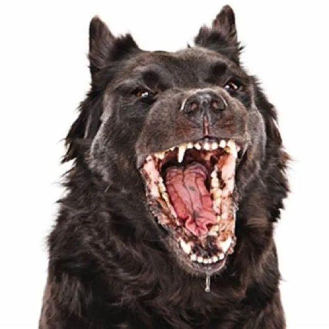 十日观察法被推翻案例（狂犬病）