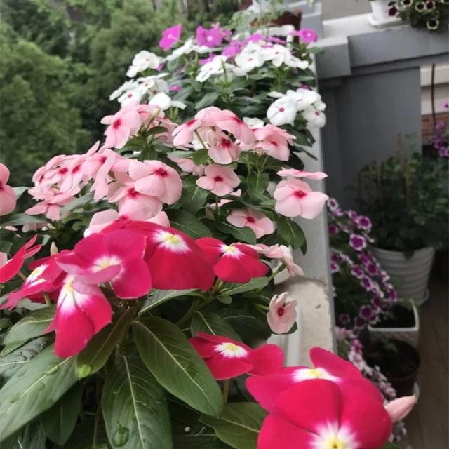 长春花的养殖方法和注意事项，长春花的养殖方法和注意事项长寿花