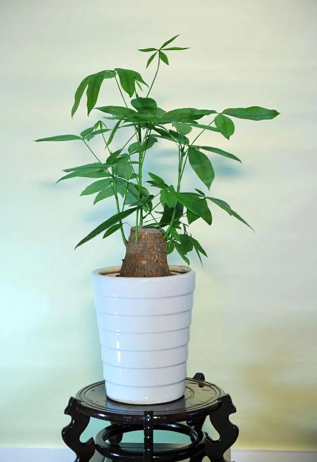 发财树叶子下垂，发财树叶子变黄下垂是怎么回事（做好后叶肥苗壮长得好）