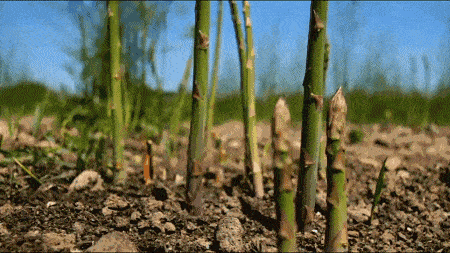 芦笋需要去皮吗，芦笋是否需要去皮（才发现很多人没吃过芦笋）