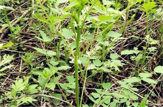 龙芽菜是什么菜（龙芽菜栽培技术）