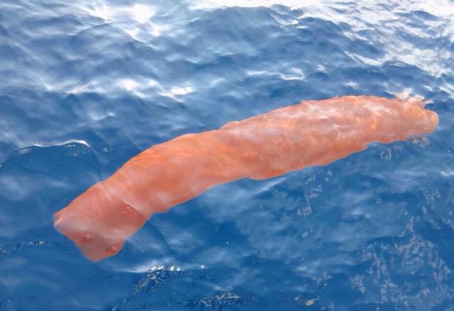 沙虫的特点,沙虫有什么区别(潜水员发现十几米长巨型怪虫)