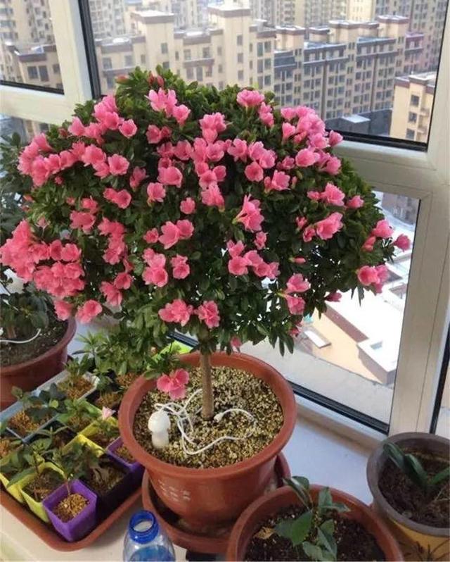 东洋杜鹃怎么养，花开的比叶还多