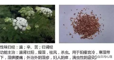 鸡肠风的功效与作用，史上最全中草药图谱