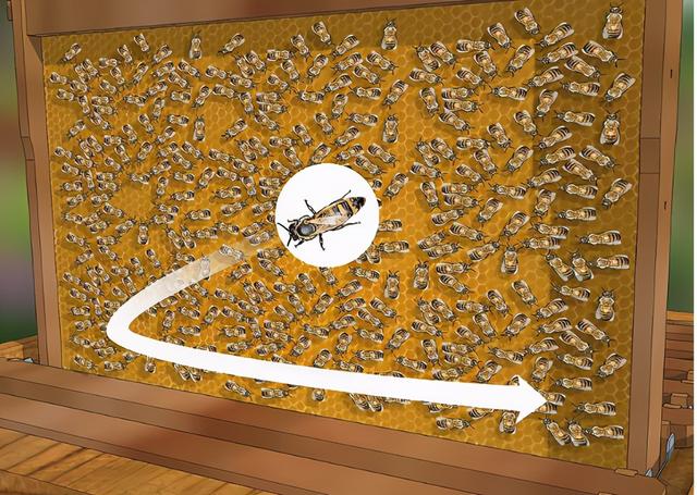 蜜蜂有什么特点，蜜蜂的特点是什么（图示4种巧妙小方法）