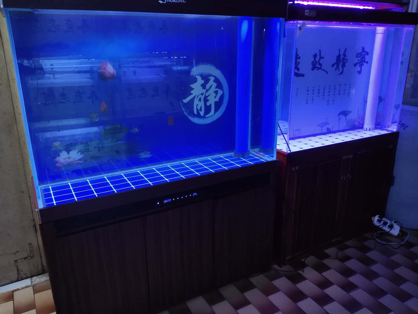 罗汉鱼对外界环境极为敏感，饲养需精细调控水质与温度以确保健康生长。