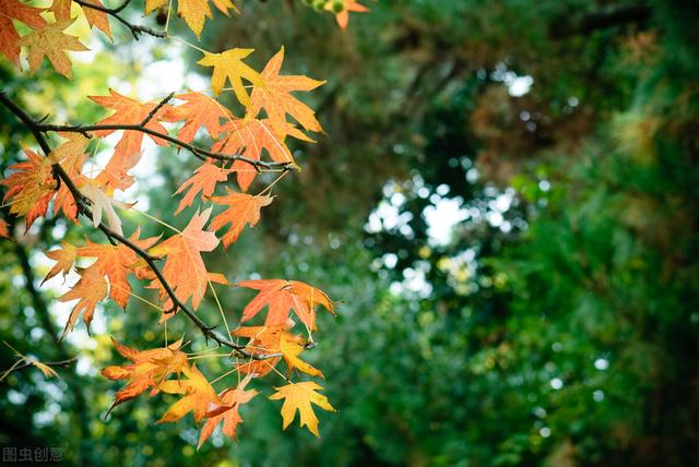 浅陌是什么意思，深陌是什么意思（跌落岁月故纸的信笺）