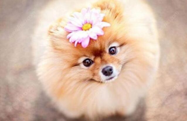 博美犬怎么养，当你决定养一只“博美犬”时（博美犬小狗多少钱一只）