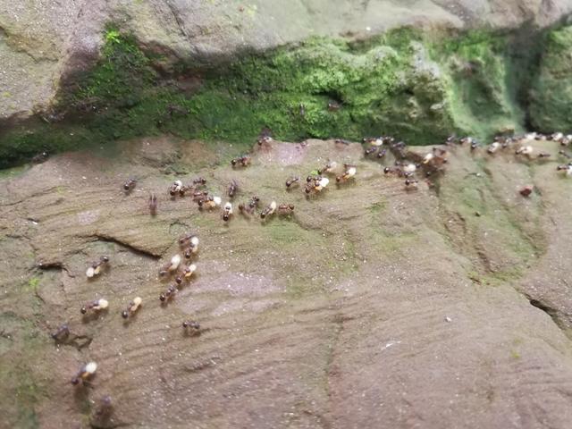 蚂蚁为什么搬家，蚂蚁为什么搬家100字（辟谣：蚂蚁搬家就是下雨前奏）