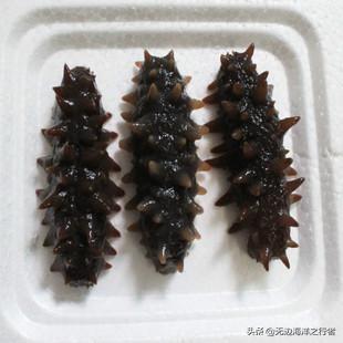 乌参和海参的区别，乌参和海参的区别是什么（海参分类、海参的区别）