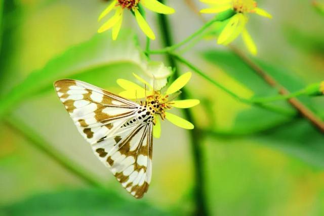 梅子流酸溅齿牙，梅子流酸溅齿牙的意思（愿你心存美好）