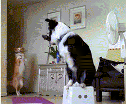 边牧买了母的后悔了，边牧买了母的后悔了 （不然你会和我一样后悔莫及）