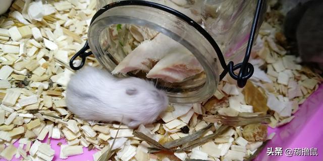 仓鼠公的温顺还是母的温顺 仓鼠剪牙不吃东西怎么办，仓鼠公的温顺还是母的温顺（怀孕征兆及产后照料、注意事项）