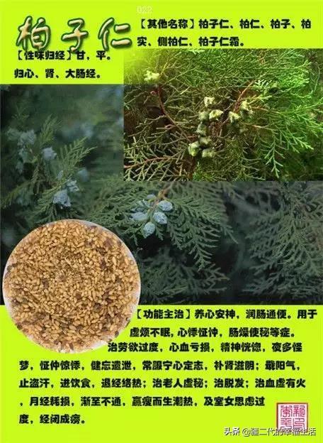 常见中草药图谱，中草药经典图谱（让你知道常用药都长啥样）