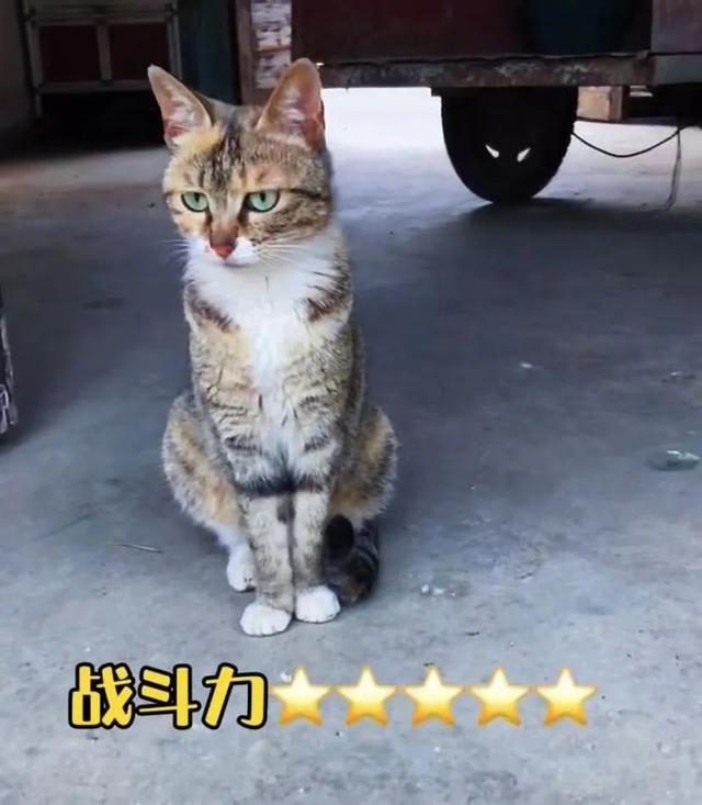 猫的灵性有多强，猫界最有灵性的四种猫（一只猫可以多有灵性）