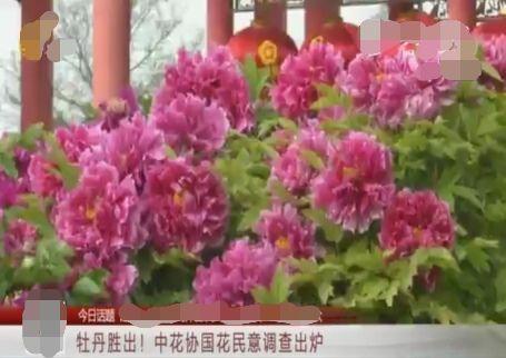 洛阳市的市花是什么，洛阳市花是什么（关于它的这些知识要知晓）