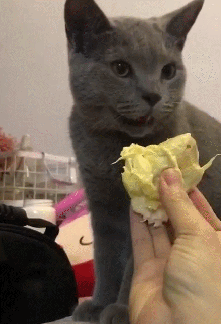 猫可以吃榴莲吗，猫咪讨厌榴莲吗（如果你家猫咪受得住那个味儿）