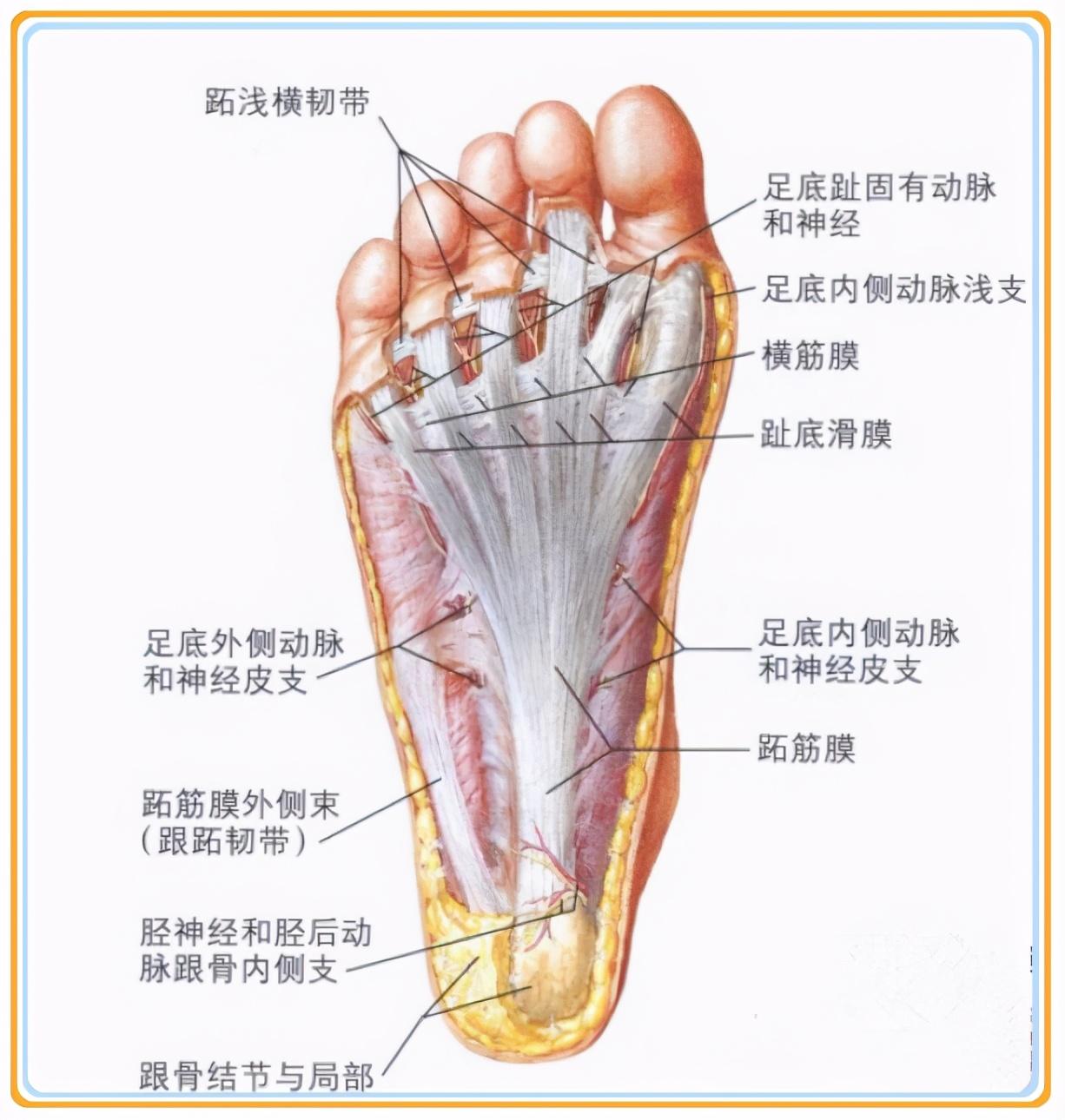 足部解剖图血管图片