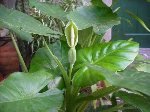 快认清“真面目”，有毒的花名字及图片