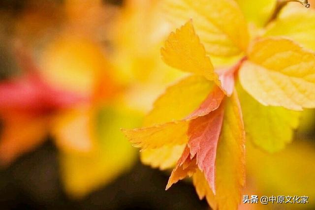 秋分的意思，秋色宜人的意思（俗话说“白露秋分夜）