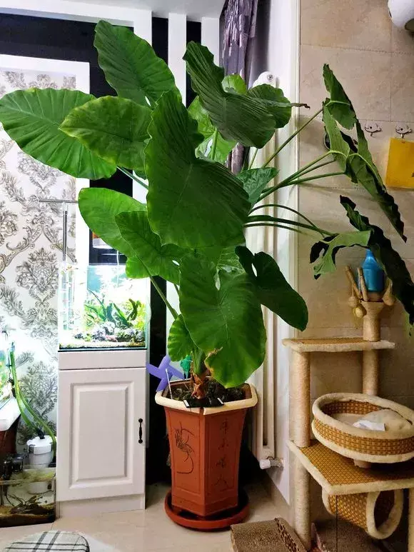 家里面有甲醛如何去除？揭秘甲醛最怕三个克星植物 第5张