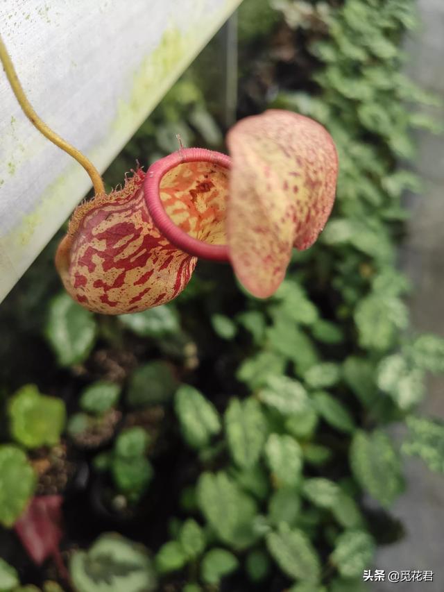 猪笼草（猪笼草图片，不同的生长状态（猪笼草的草的图片）