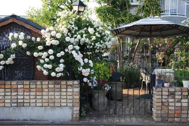 月季花品种，十大经典品种（凭一己之力撑起了整个花园的颜值）