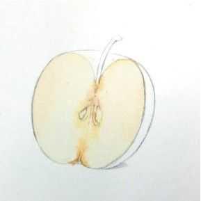 苹果简笔画怎么画，苹果的简笔画怎么画（两组苹果水彩画法步骤）