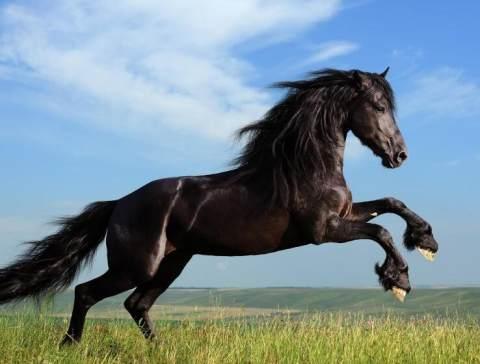 血统最高贵的马，血统最好的马（世界名贵马种）