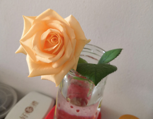 香槟玫瑰，阳台种香槟玫瑰，高贵又仙气（香槟玫瑰和白玫瑰混合花束寓意）