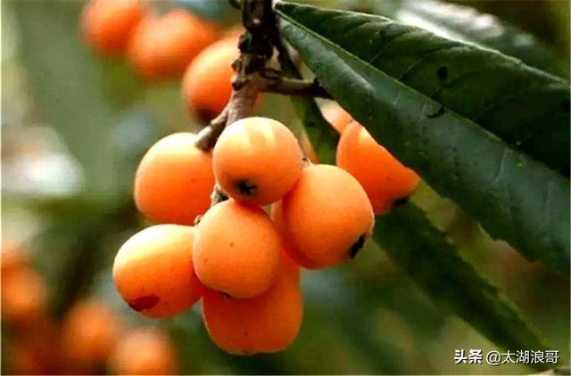 白枣吃了有什么作用急急急，白枣的营养价值及功效（开启了太湖洞庭一年的花果飘香）