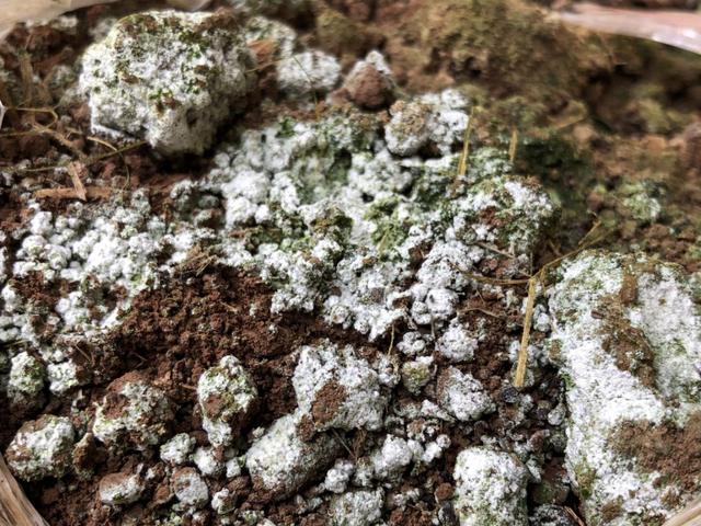 五色土哪里能买到，五色土紫砂壶怎么样（用了地驰素万年流传下来的\