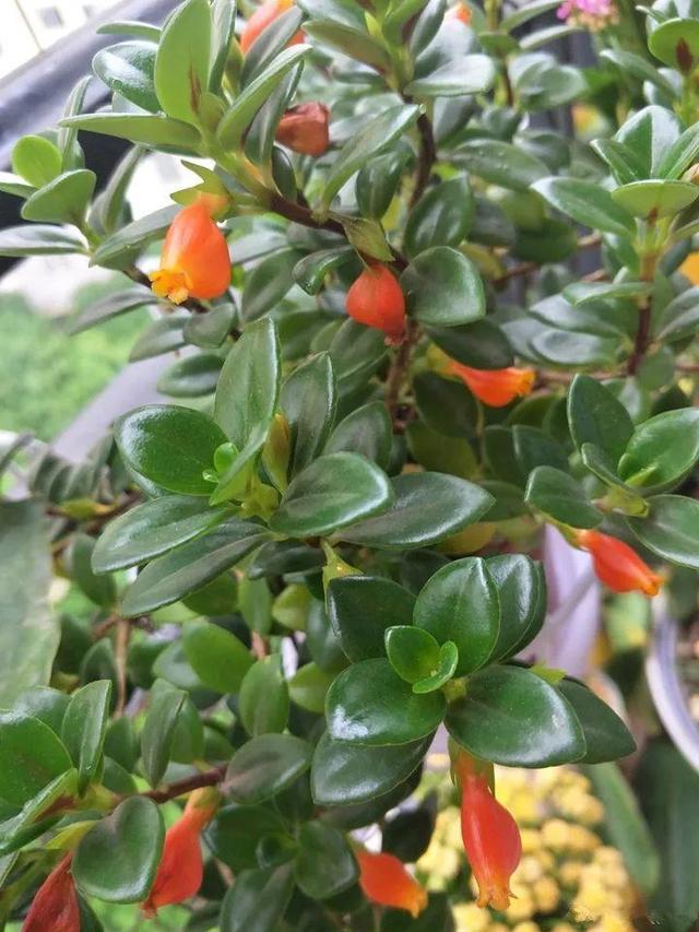 金鱼吊兰怎么养才开花，1年四季都能开花