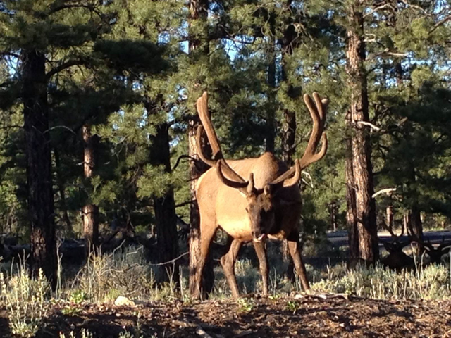 鹿角为啥会自然脱落，鹿角每年都会自然脱落