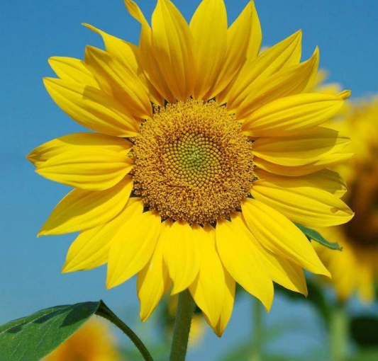 花的由来，玫瑰花的由来（花的名字是怎么来的）