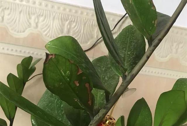 鹅掌柴的作用与功效，鹅掌柴的功效与作用（一养就能养20年）