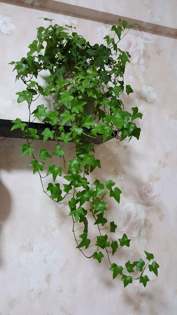 常春藤从根部发黄落叶怎么办(常春藤枯黄掉叶)-柯彬网