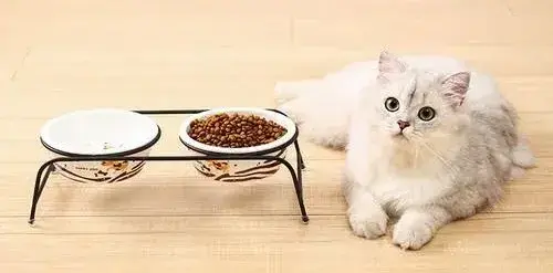 猫为什么不吃东西，猫为什么老是不吃东西是什么原因（猫咪厌食的几个原因你要了解一下）