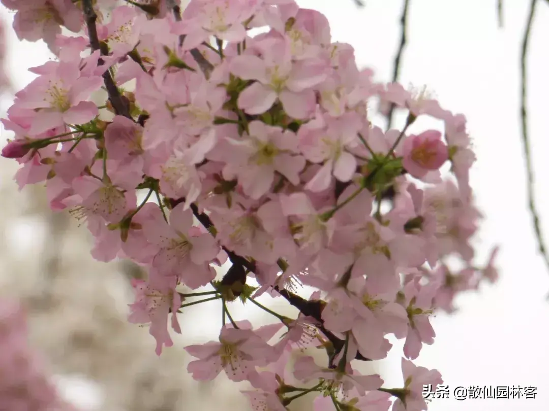 中国樱花有几个品种，中国樱花树品种（这81种樱花）