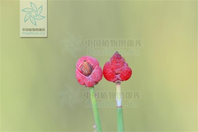 本草图经作者是谁，《本草图经》的作者（芎藭 蘼蕪 藁本）