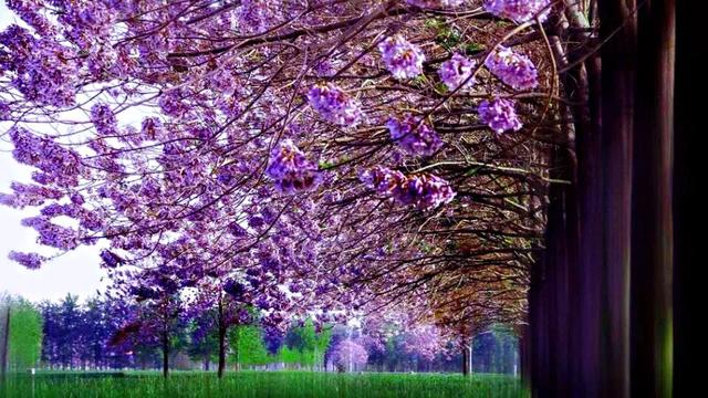 泡桐花（泡桐花花语，泡桐花～紫瓣黄蕊胭脂韵（泡桐花花语是什么）