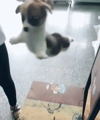 抱狗（普京抱狗），抱狗姿势禁忌：你这样抱狗（普京外交抱狗图片）