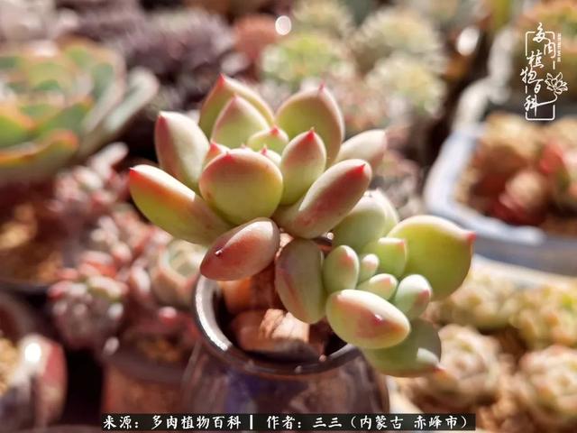 雪候鸟是什么意思，雪候鸟歌词表达什么意思（多肉于我从来不是锦上添花）